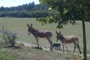 Anes de provence