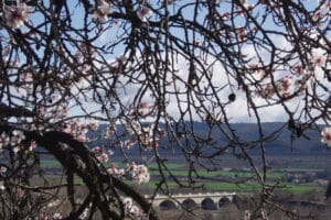 Pont de la Durance et amandiers fleuris