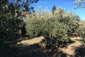 Vue sur l'oliveraie