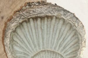 Niche d'Angle Coquille Saint Jacques à Oraison