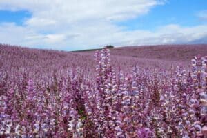 Domaine Les Grandes Marges