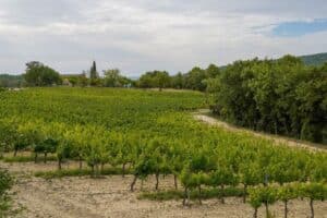 Itinéraire pédestre "Sentier des Vignerons"_Pierrevert