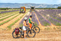 plateau de valensole