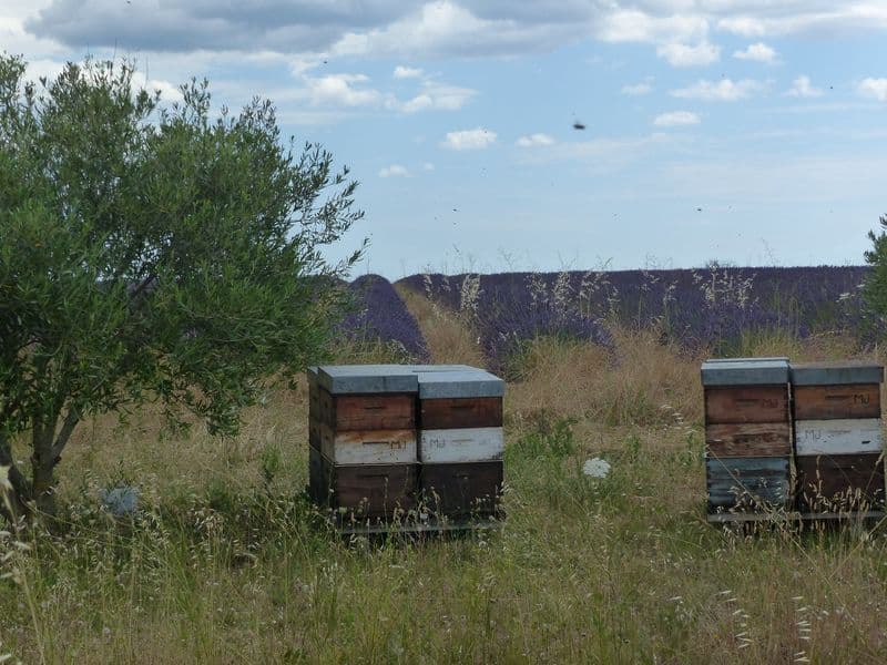 Miel de garrigue 250g / 500g - Le Marché du Plateau