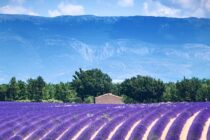 Plateau de Valensole