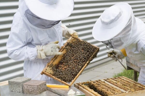 Stage ” Les différents traitements des abeilles et de la ruche”