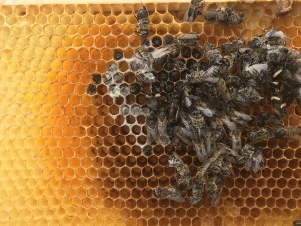 Stage en apiculture « Pathologies des abeilles »