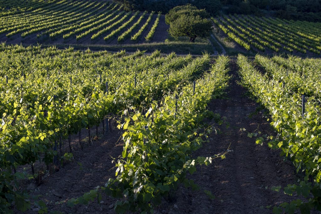 Oenotourisme : balade dans les vignes à Pierrevert Haute Provence