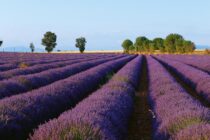 Itinéraire pédestre "La Trinité"_Valensole