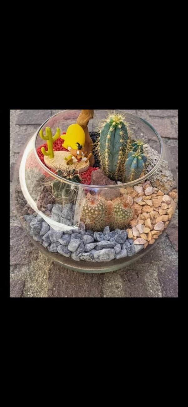 Compo cactus 🌵