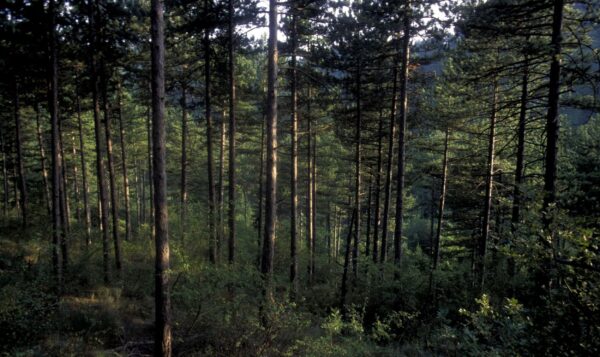 MANOSQUE – En forêt Domaniale de Pélicier