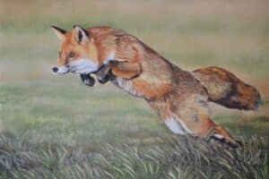 Renard roux traquant une proie