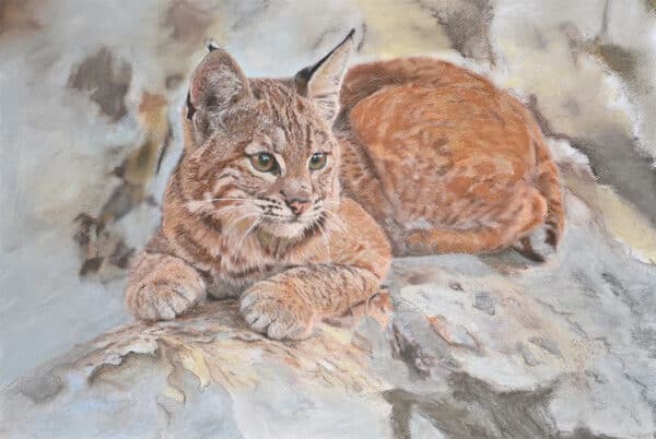 Lynx reposant sur un rocher
