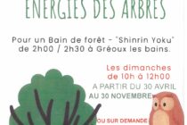Bain de forêt : Energie des arbres