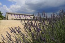 Visite de la distillerie Angelvin_Valensole