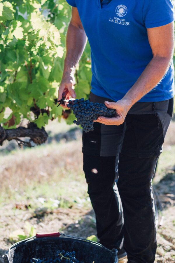 Domaine de la Blaque_Pierrevert