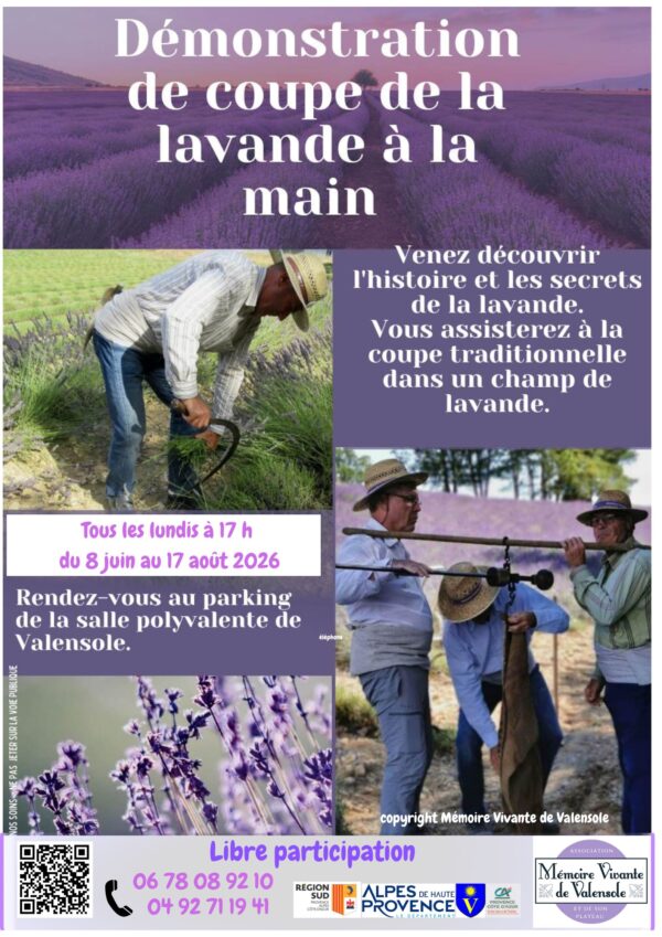 Coupe de la lavande