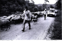 Exposition La Transhumance_Oraison