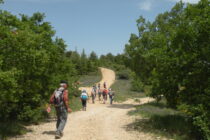 Sortie buissonnière "Biodiversité et pastoralisme : défense contre les incendies"_Manosque