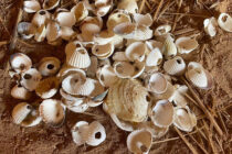Atelier Parure_Quinson